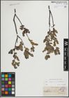 Foto von Salix lapponum L. x Salix myrtilloides L.